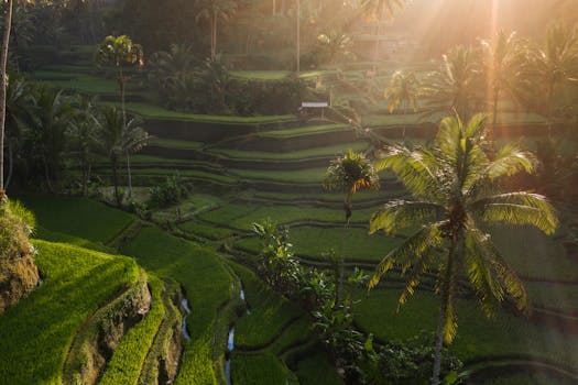 Villas in Bali with Infinity Pools Overlooking Rice Terraces